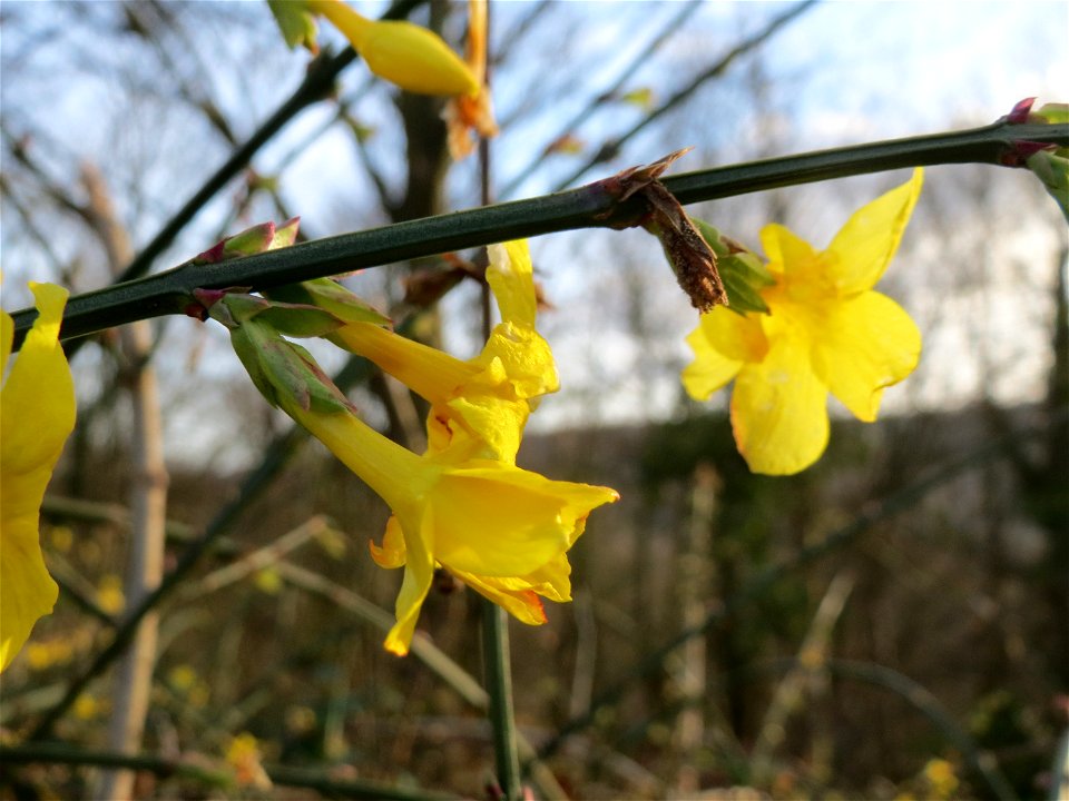 Winter-Jasmin (Jasminum nudiflorum) am Winterberg in Saarbrücken