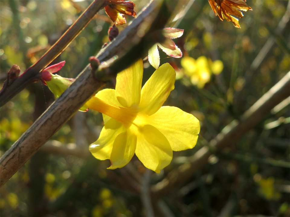 Winter-Jasmin (Jasminum nudiflorum) am Winterberg in Saarbrücken