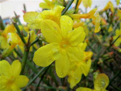 Winter-Jasmin (Jasminum nudiflorum) in Hockenheim