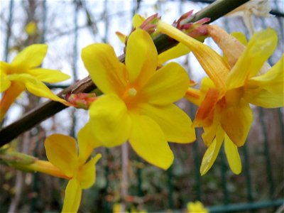 Winter-Jasmin (Jasminum nudiflorum) im Landesgartenschaupark Hockenheim