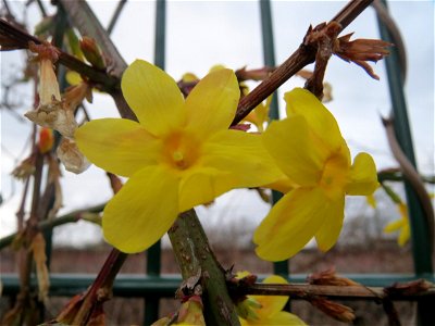 Winter-Jasmin (Jasminum nudiflorum) im Landesgartenschaupark Hockenheim