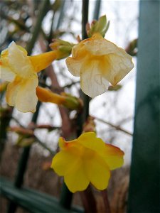 Winter-Jasmin (Jasminum nudiflorum) im Landesgartenschaupark Hockenheim