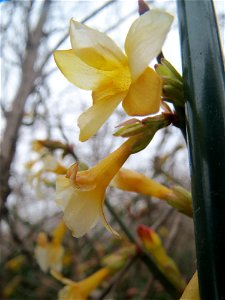 Winter-Jasmin (Jasminum nudiflorum) im Landesgartenschaupark Hockenheim