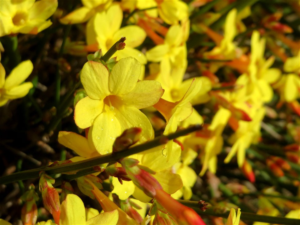 Winter-Jasmin (Jasminum nudiflorum) in Hockenheim - kommt hier nur als Kulturpflanze in Gärten und Parks vor