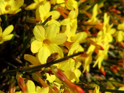 Winter-Jasmin (Jasminum nudiflorum) in Hockenheim - kommt hier nur als Kulturpflanze in Gärten und Parks vor