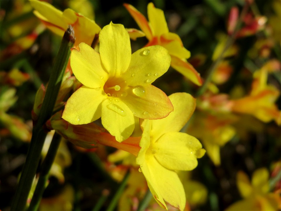 Winter-Jasmin (Jasminum nudiflorum) in Hockenheim - kommt hier nur als Kulturpflanze in Gärten und Parks vor