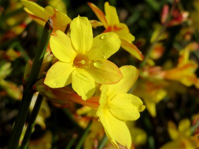 Winter-Jasmin (Jasminum nudiflorum) in Hockenheim - kommt hier nur als Kulturpflanze in Gärten und Parks vor