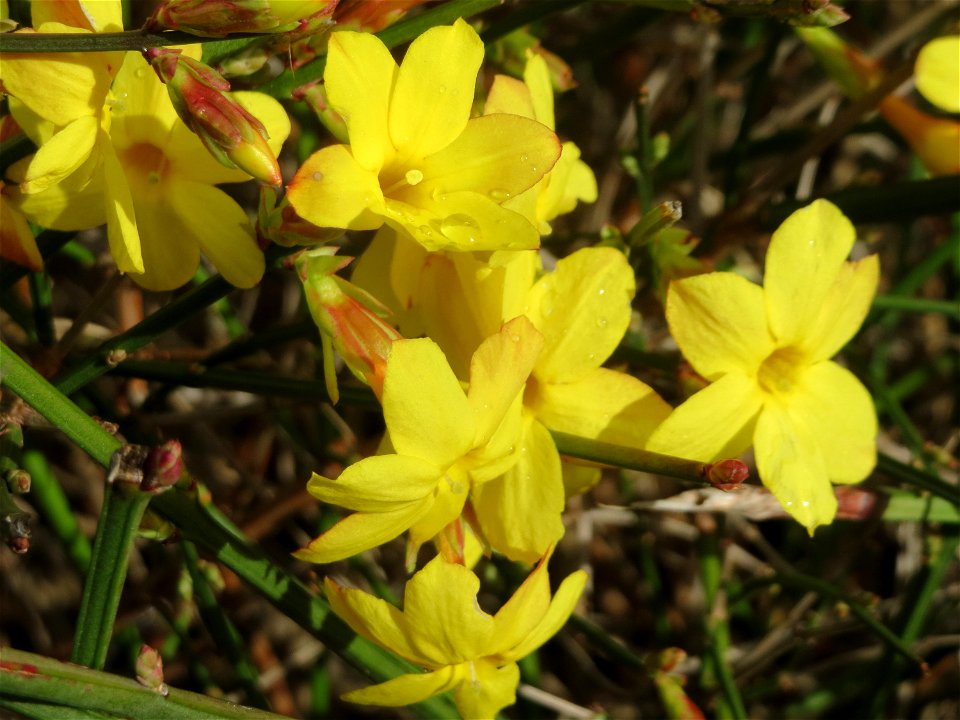Winter-Jasmin (Jasminum nudiflorum) in Hockenheim - kommt hier nur als Kulturpflanze in Gärten und Parks vor