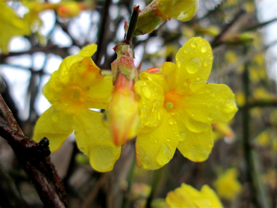 Winter-Jasmin (Jasminum nudiflorum) im Gartenschaupark Hockenheim - Ursprung: China - 1844 in Europa als Zierpflanze eingeführt