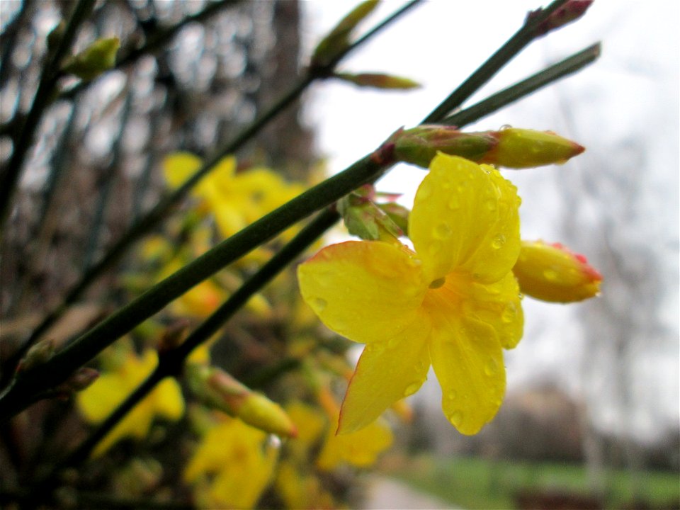 Winter-Jasmin (Jasminum nudiflorum) im Gartenschaupark Hockenheim - Ursprung: China - 1844 in Europa als Zierpflanze eingeführt