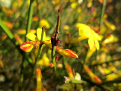 Winter-Jasmin (Jasminum nudiflorum) in Hockenheim - kommt hier nur als Kulturpflanze in Gärten und Parks vor