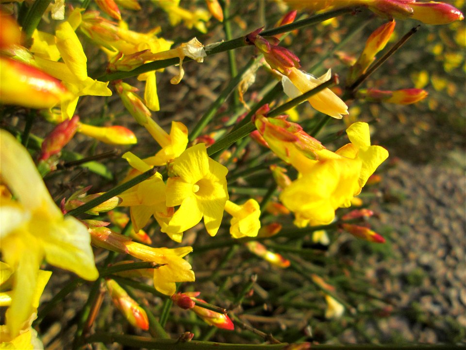 Winter-Jasmin (Jasminum nudiflorum) in Hockenheim - kommt hier nur als Kulturpflanze in Gärten und Parks vor