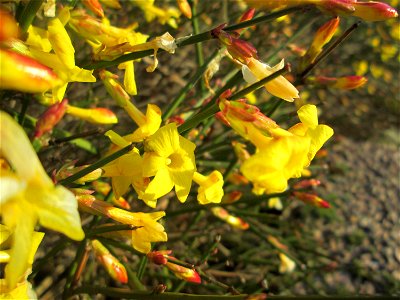 Winter-Jasmin (Jasminum nudiflorum) in Hockenheim - kommt hier nur als Kulturpflanze in Gärten und Parks vor