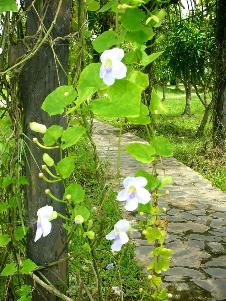 Hình do tôi chụp.
Miêu tả cây Bông báo còn gọi là dây bông xanh, đại hoa lão nha chủy, madia (Mèo). Français :  Thunbergia grandiflora