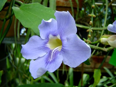 Thunbergia grandiflora