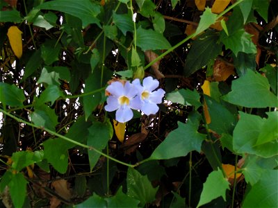 Thunbergia grandiflora, ou tumbérgia azul.