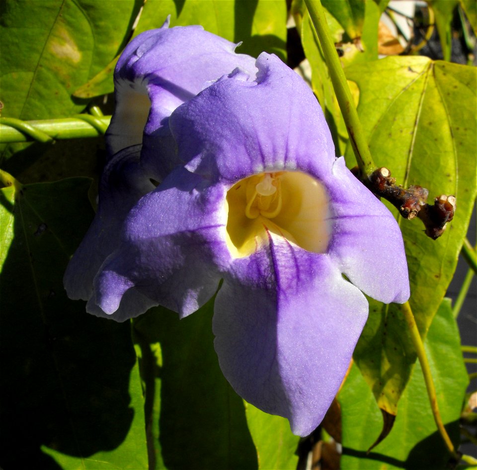 Thunbergia grandiflora 'Augusta Blue' at the Huntington Library & Botanical Gardens in San Marino, California, USA. Identified by sign.
