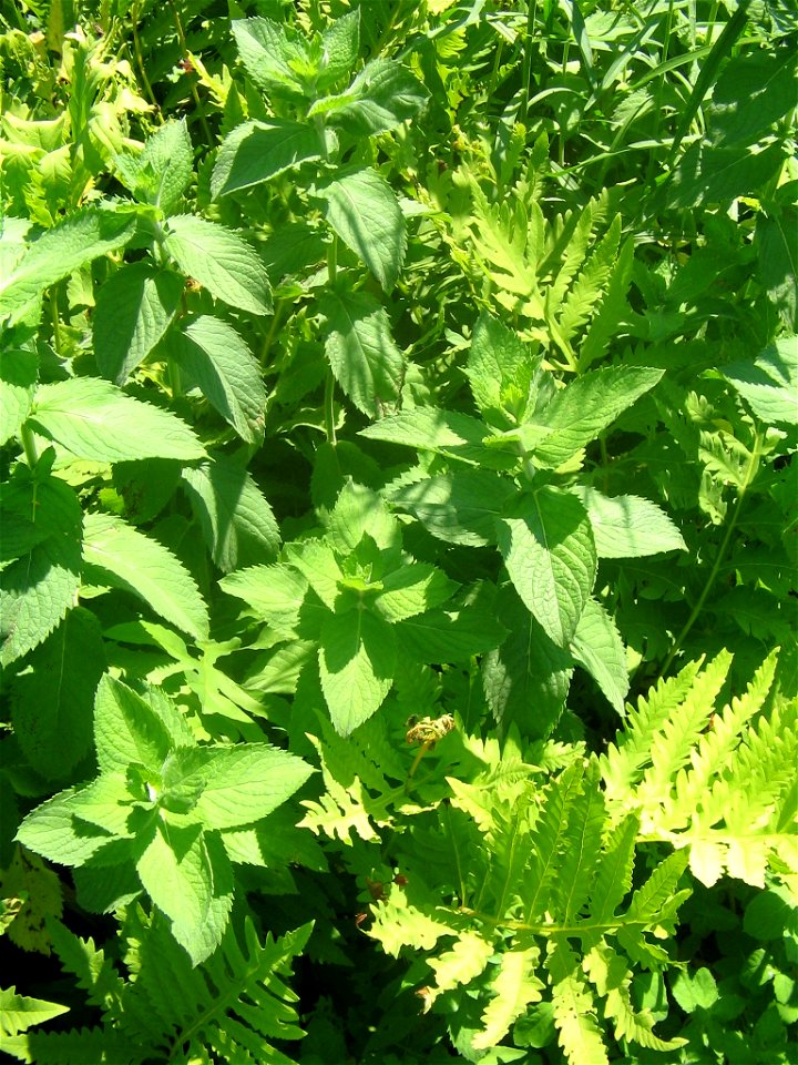 applemint growing feral
