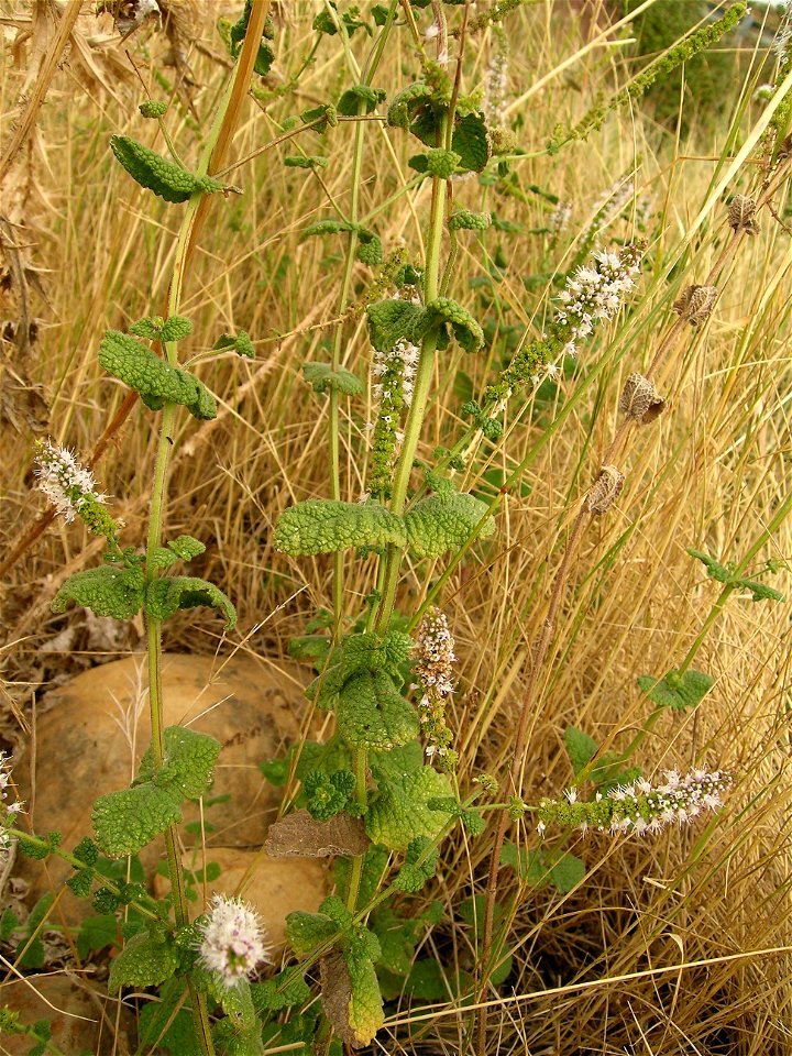 Mentha suaveolens