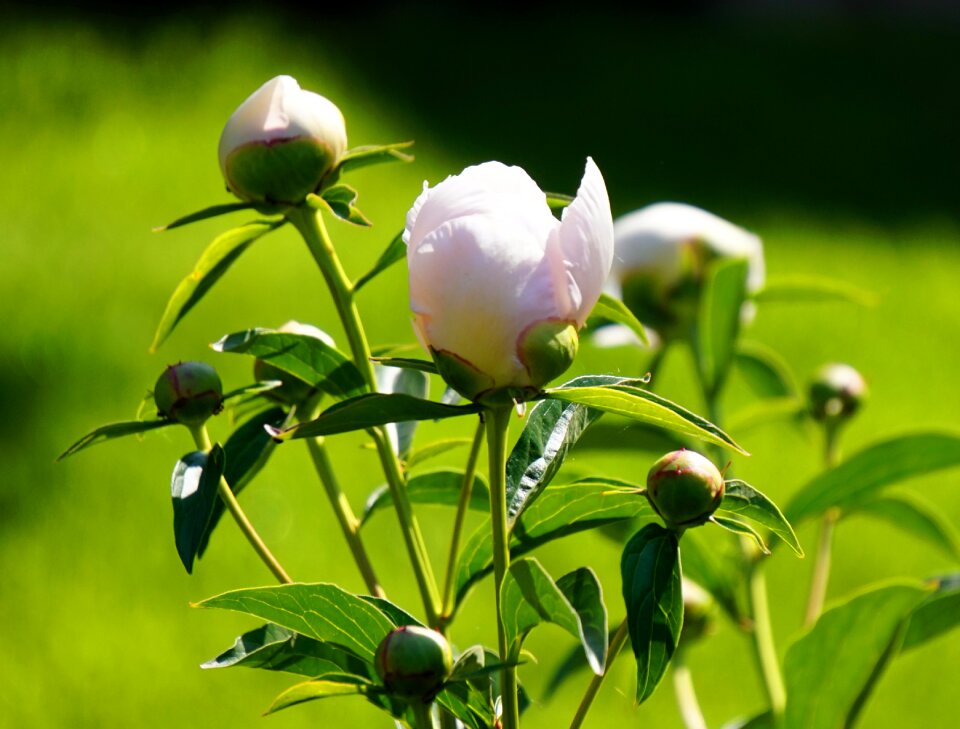 Flower blossom bloom