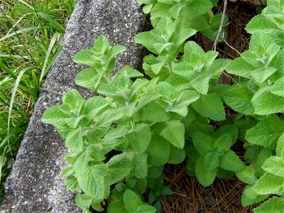 Apple mint foliage