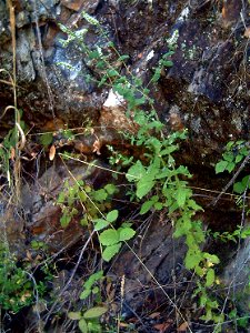 Mentha suaveolens habitat Sierra Madrona, Spain