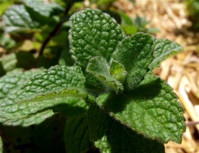 Mentha suaveolens at the San Diego County Fair, California, USA. Identified by exhibitor's sign. photo