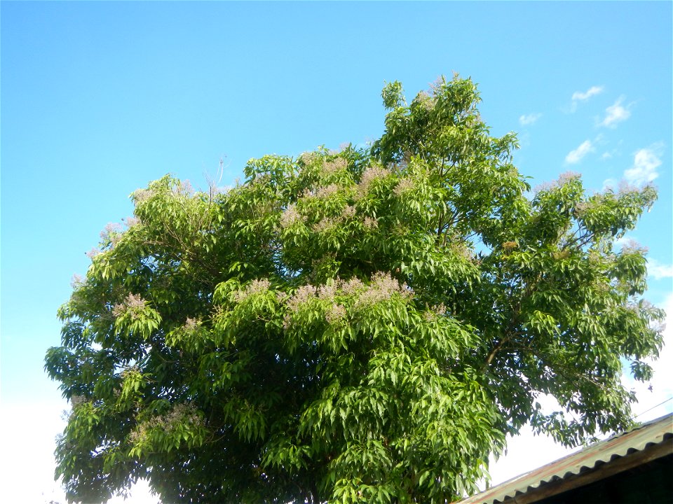 Iba Elementary School and Iba National High School, Hagonoy, Bulacan Iba-Ibayo & Iba, Hagonoy, Bulacan Provincial Road to Longos, Malolos City - Longos, Calumpit, Bulacan Provincial Road and Iba-I