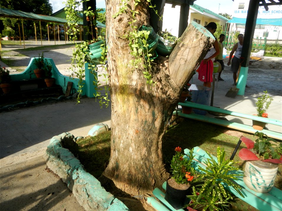 Mulawin (Vitex parviflora) Philippines Vitex parviflora in Iba Elementary School and Iba National High School, Hagonoy, Bulacan Iba-Ibayo & Iba, Hagonoy, Bulacan Provincial Road to Longos, Malolos