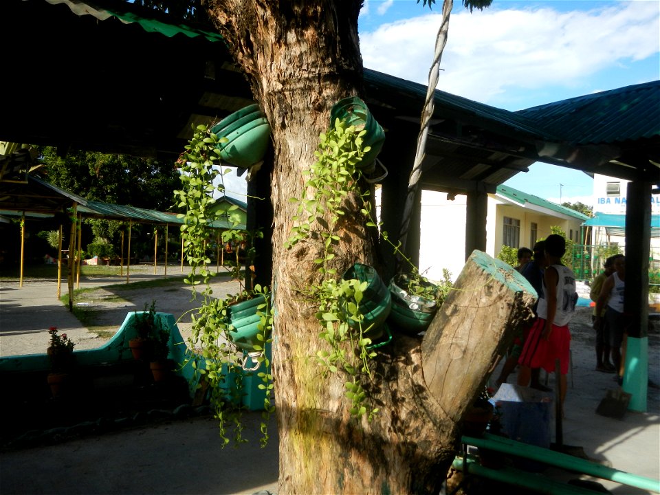 Mulawin (Vitex parviflora) Philippines Vitex parviflora in Iba Elementary School and Iba National High School, Hagonoy, Bulacan Iba-Ibayo & Iba, Hagonoy, Bulacan Provincial Road to Longos, Malolos
