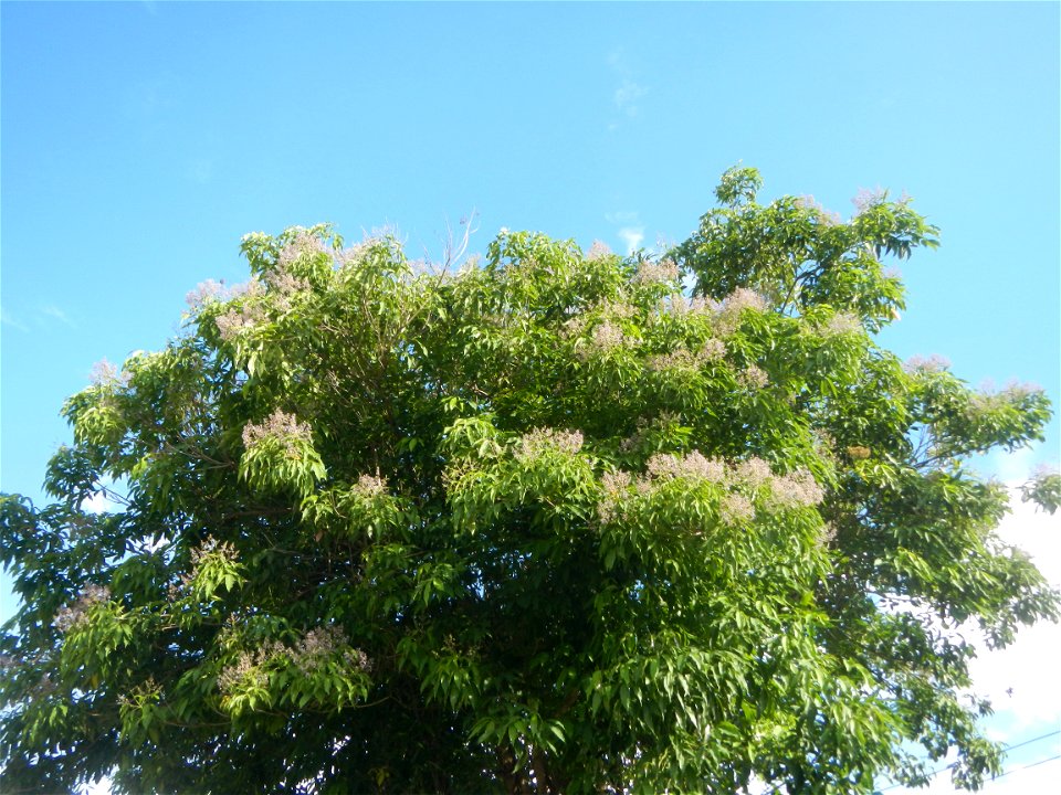Mulawin (Vitex parviflora) Philippines Vitex parviflora in Iba Elementary School and Iba National High School, Hagonoy, Bulacan Iba-Ibayo & Iba, Hagonoy, Bulacan Provincial Road to Longos, Malolos