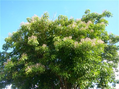 Mulawin (Vitex parviflora) Philippines Vitex parviflora in Iba Elementary School and Iba National High School, Hagonoy, Bulacan Iba-Ibayo & Iba, Hagonoy, Bulacan Provincial Road to Longos, Malolos