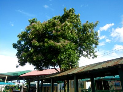 Mulawin (Vitex parviflora) Philippines Vitex parviflora in Iba Elementary School and Iba National High School, Hagonoy, Bulacan Iba-Ibayo & Iba, Hagonoy, Bulacan Provincial Road to Longos, Malolos