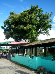 Mulawin (Vitex parviflora) Philippines Vitex parviflora in Iba Elementary School and Iba National High School, Hagonoy, Bulacan Iba-Ibayo & Iba, Hagonoy, Bulacan Provincial Road to Longos, Malolos