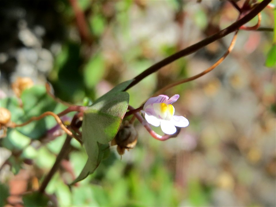 Zimbelkraut (Cymbalaria muralis) in Schalkenmehren