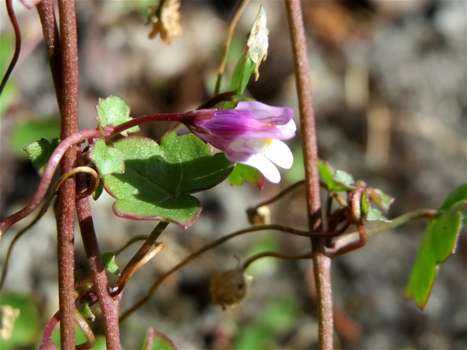 Zimbelkraut (Cymbalaria muralis) in Schalkenmehren