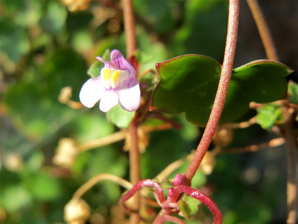 Zimbelkraut (Cymbalaria muralis) in Schalkenmehren