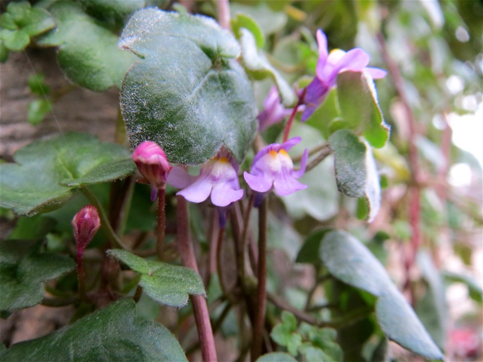 Zimbelkraut (Cymbalaria muralis) in Cochem