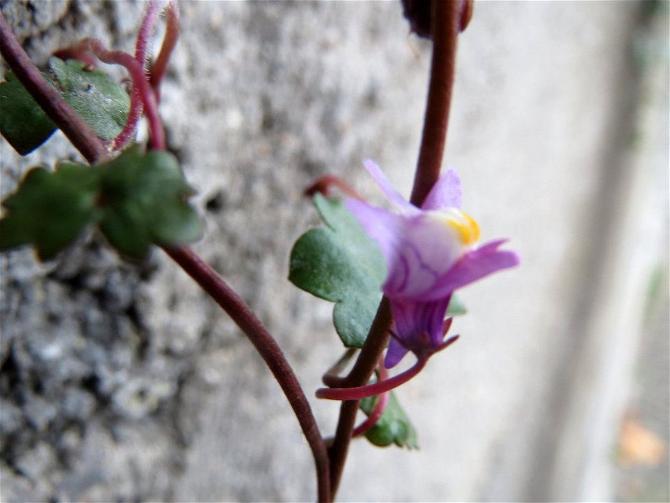 Zimbelkraut (Cymbalaria muralis) in Cochem