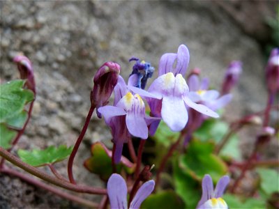 Zimbelkraut (Cymbalaria muralis) in Heidelberg-Neuenheim