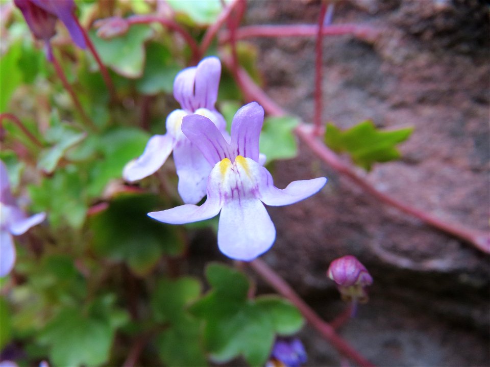 Zimbelkraut (Cymbalaria muralis) in Heidelberg-Neuenheim