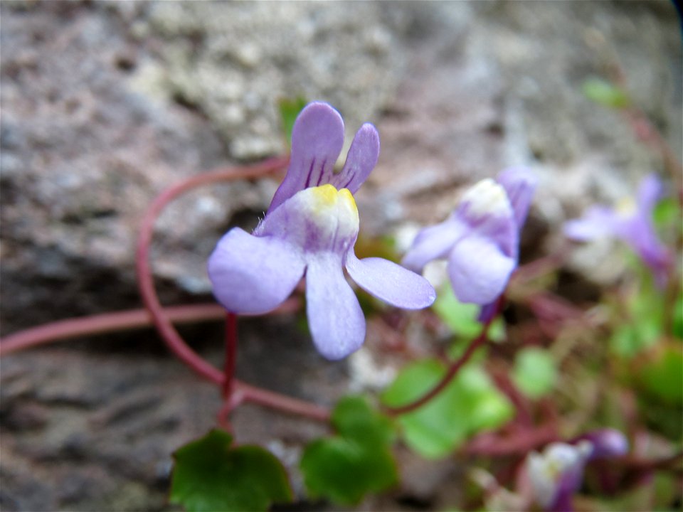 Zimbelkraut (Cymbalaria muralis) in Heidelberg-Neuenheim