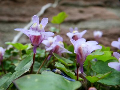 Zimbelkraut (Cymbalaria muralis) in Heidelberg-Neuenheim