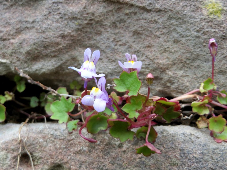 Zimbelkraut (Cymbalaria muralis) in Heidelberg-Neuenheim
