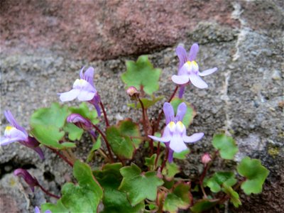 Zimbelkraut (Cymbalaria muralis) in Heidelberg-Neuenheim