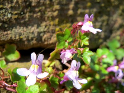 Zimbelkraut (Cymbalaria muralis) in Heidelberg-Neuenheim