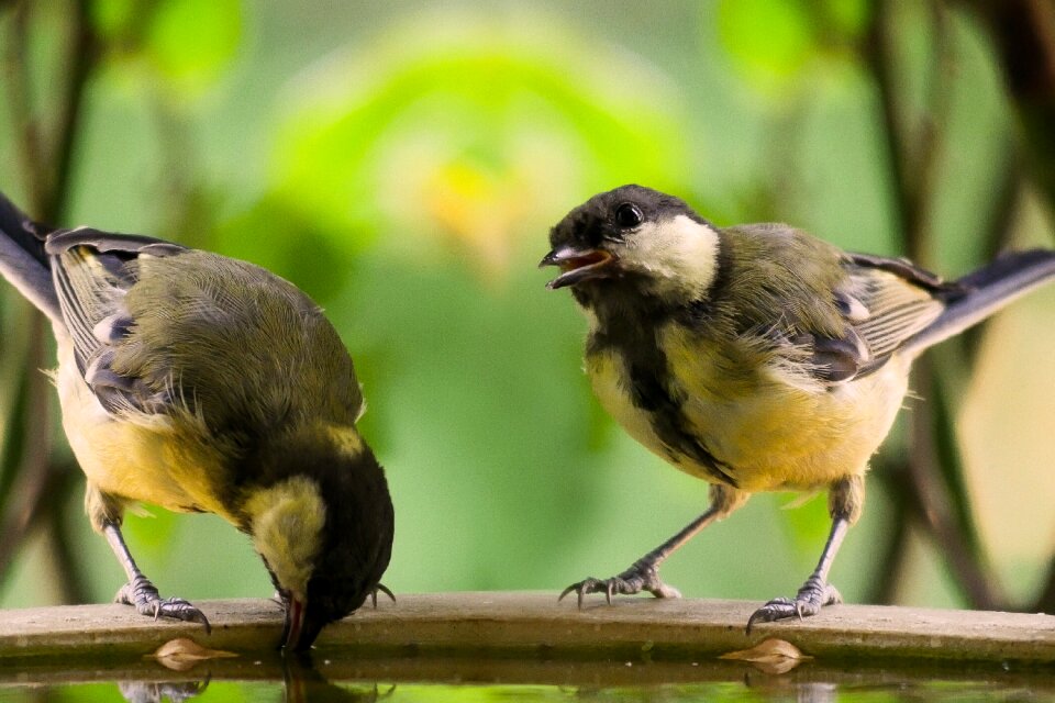 Blue tit drink bird bath