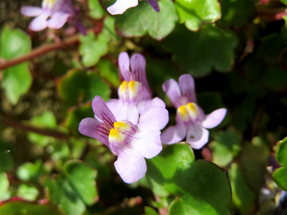 Zimbelkraut (Cymbalaria muralis) in Heidelberg-Neuenheim