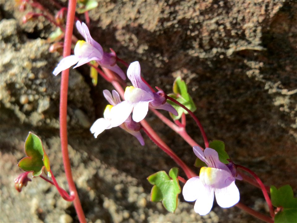 Zimbelkraut (Cymbalaria muralis) in Heidelberg-Neuenheim