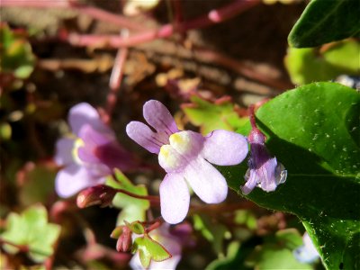 Zimbelkraut (Cymbalaria muralis) in Heidelberg-Neuenheim